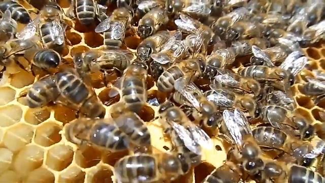 ПРИЗНАКИ СРЕДНЕРУССКОЙ ПЧЕЛЫ смотреть онлайн