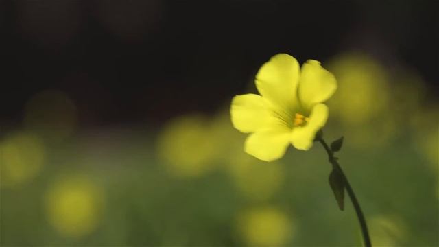 СТИХИ. Будь пожалуйста послабее. Красивые стихи. смотреть онлайн