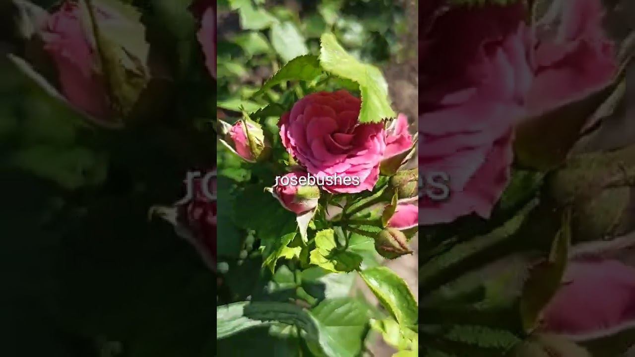 Бордюрные смотреть онлайн