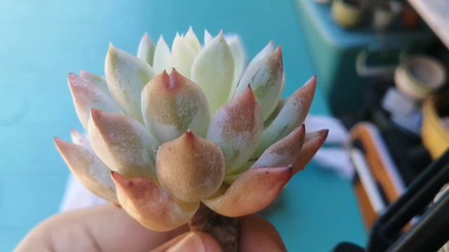 I won a Succulent: Violent Queen смотреть онлайн