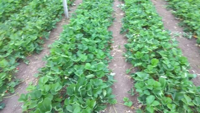 Клубника Клери в теплице цветёт по второму кругу смотреть онлайн