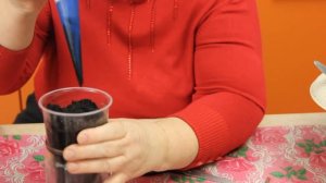 Туя Размножение Черенками.