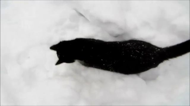 Cat's snow games. Игры кошек в снегу смотреть онлайн