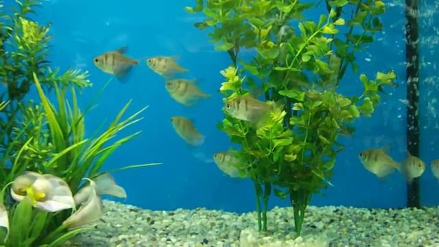 aquarium fish Ep.23 ( gymnocorymbus ternetzi white skirt ) смотреть онлайн