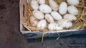 Как правильно хранить гусиное яйцо.