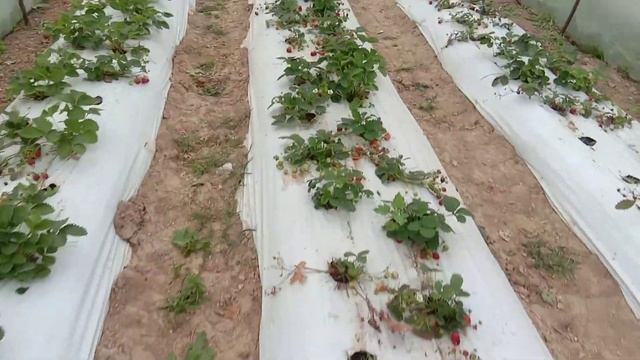 Плодоношение клубники ремонтантных сортов смотреть онлайн