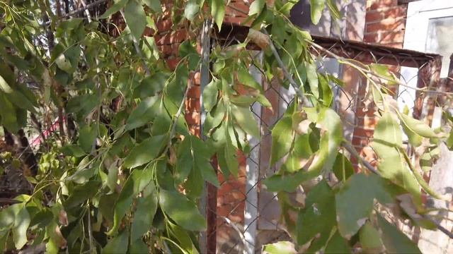 ПРОСТОРНЫЙ ДОМ С МЕБЕЛЬЮ! БЕЛОРЕЧЕНСК! ЦЕНА: 6 000 000 РУБ!