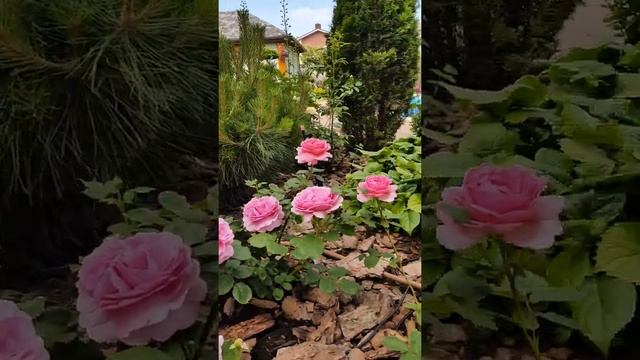 David Austin roses blooming: The ancient mariner, Wisley 2008, Mary rose. смотреть онлайн