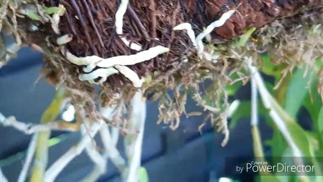 Орхидеи. ДЕНДРОБИУМ - цветение дебют☺. dendrobium hercoglossum смотреть онлайн