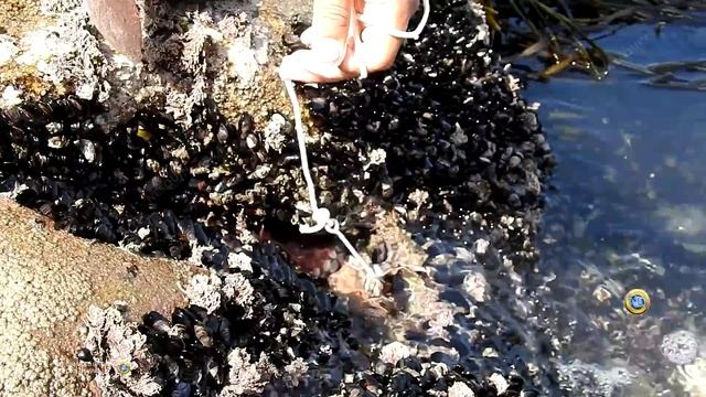Hombre vs pulpo La increíble batalla de 2 brazos vs 8 tentáculos (Octopus) смотреть онлайн