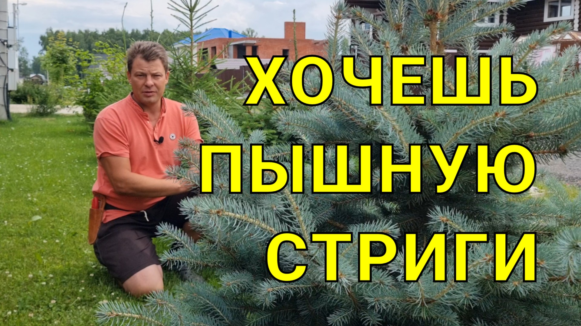 пышная ёлка - своими руками, когда и как стричь ёлки, да в принципе все хвойные растения смотреть онлайн
