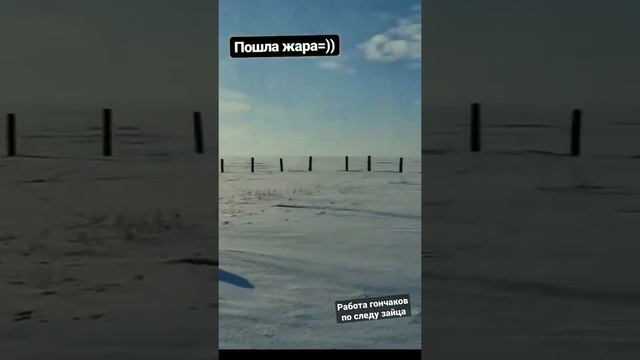 Работа эстонских гончих по следу зайца смотреть онлайн