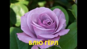 15 САМЫХ АРОМАТНЫХ И ОБИЛЬНО ЦВЕТУЩИХ РОЗ