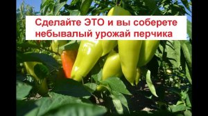Как увеличить урожай перца// Формирование перца// Удобрение для перца