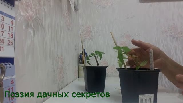 Рассада: скорая помощь для растений. смотреть онлайн