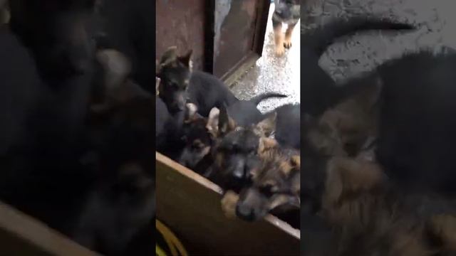 Мокрые БАНДИТЫ?Щенки Немецкой овчарки 2 месяца. смотреть онлайн