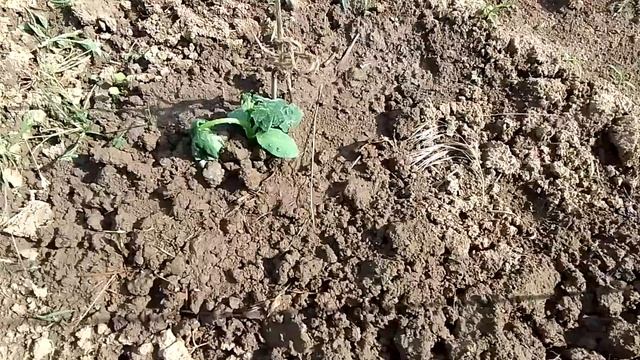 #дача я посадил #рассаду #огурцы на улице 23 05 2023 смотреть онлайн