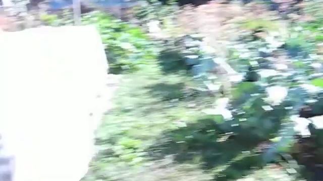 Виноград в Западной Сибири смотреть онлайн