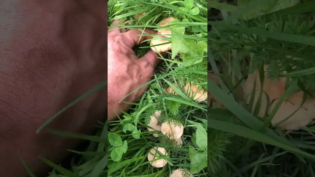 פטריית טבעת הפיות смотреть онлайн