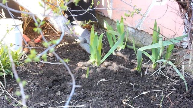 Уход за ирисами весной. Что необходимо делать. смотреть онлайн
