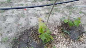 Капельный полив на винограднике, своими руками