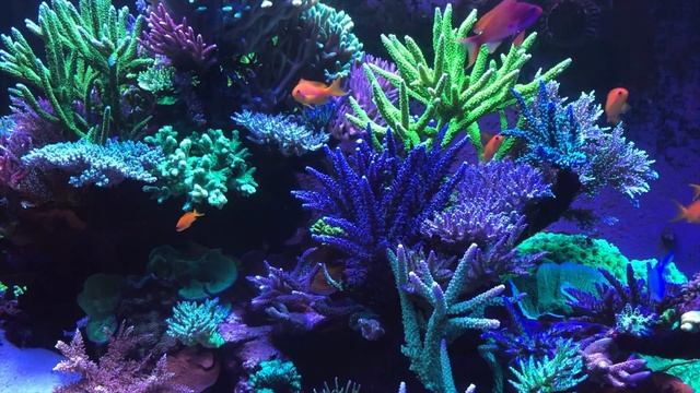 ? Coral Reef Aquarium Fish Tank with Water Sound - Tropical Fish, Screensaver 10 Hours смотреть онлайн