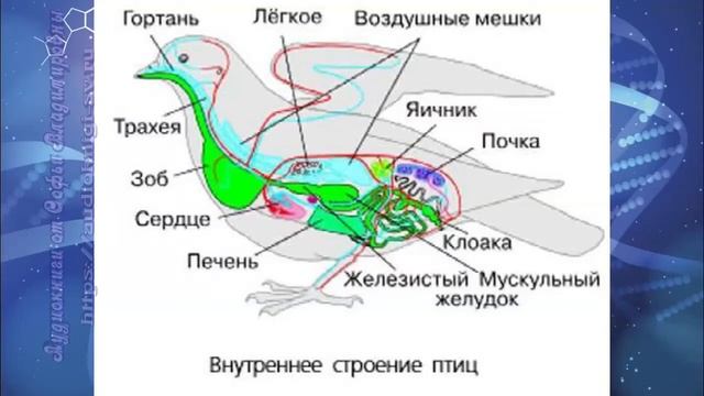 Биология 7 кл Пасечник §53 Класс Птицы смотреть онлайн
