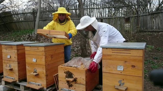 Объединение пчелосемей весной. Пчелы без матки. Пропала матка! Спасаем пчел. смотреть онлайн