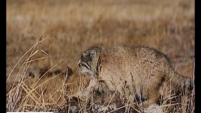 фотограф натуралист малеев 22 04 15 смотреть онлайн