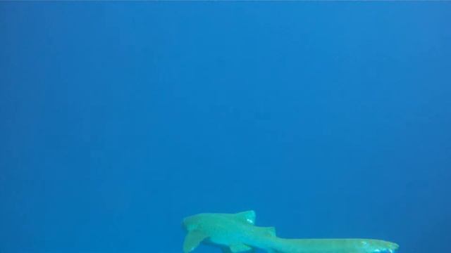 Leopard Shark в Рас Мухаммеде смотреть онлайн