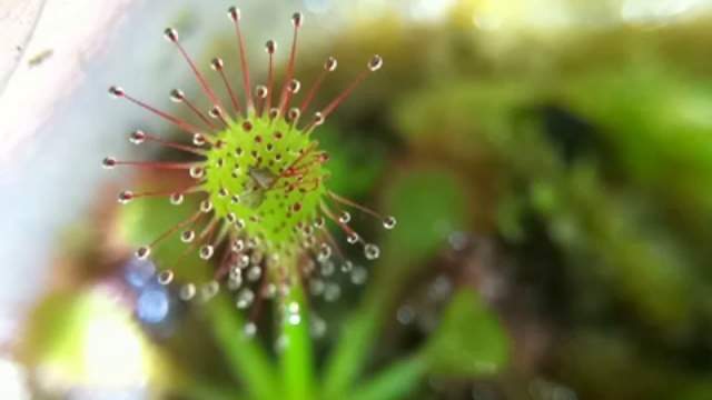 Drosera 6