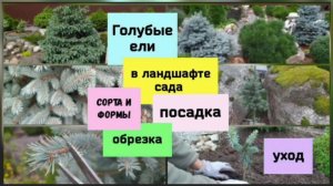 Голубые ели в ландшафте сада.Сорта и формы.