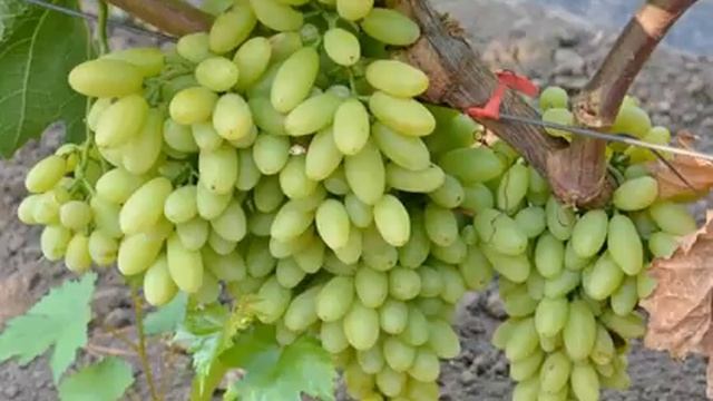 ВИНОГРАД КИШМИШ СТОЛЕТИЕ- ХАРАКТЕРИСТИКА