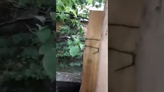 Дачи Москвы , развлекаются как могут смотреть онлайн