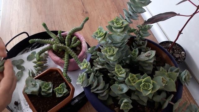 Crassula Perforata Sukulent Çoğaltma