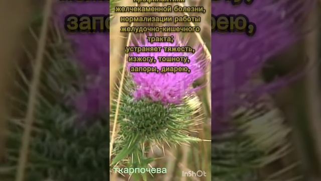 Масло чертополоха (расторопши) от компании Эрсаг смотреть онлайн