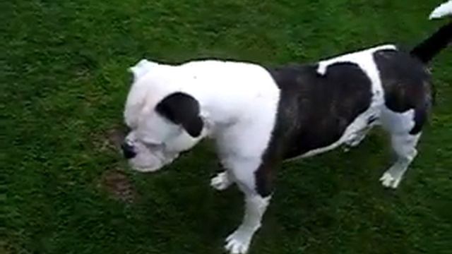 american bulldog смотреть онлайн