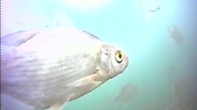 Зимняя рыбалка видео подводная камера р. Пьяно с. Яново смотреть онлайн