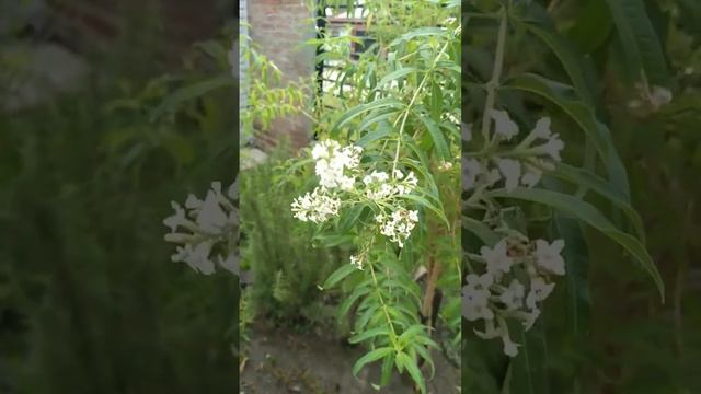 Cedrón смотреть онлайн