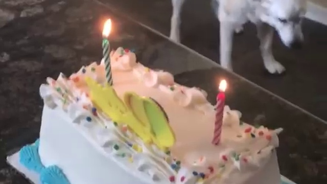 старый пес радуется поздравлению смотреть онлайн