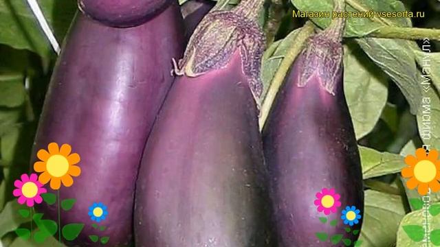 Баклажан обыкновенный Робин Гуд. Краткий обзор, описание характеристик, где купить саженцы Robin Gu смотреть онлайн