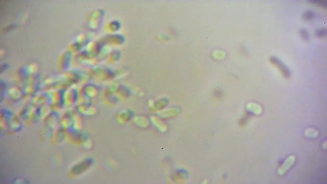 Bacteria Swimming At 5000X Magnification(Microscope Hack) смотреть онлайн
