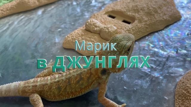 Бородатая Агама