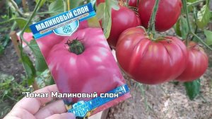 Крупные томаты в моей теплице