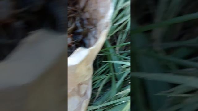 PILE WORMS. Best Striper bait?. смотреть онлайн