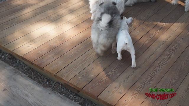 шпиц кеесхонд на продажу щенки кобели возраст 2 мес пит ;Северная Орхидея" смотреть онлайн