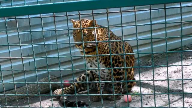 экопарк Фельдмана в Харькове . Бесплатный зоопарк. смотреть онлайн