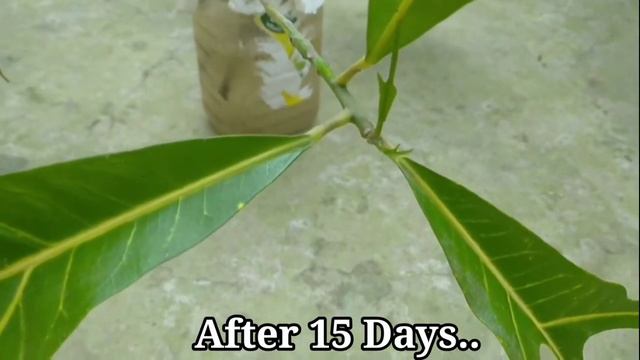 How To Grow 7 Species Of Croton In Once In Water !! смотреть онлайн