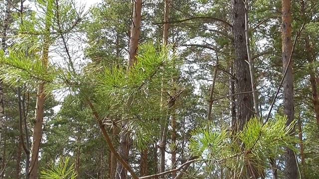 Весна в сосновом бору футаж 2019 192 смотреть онлайн