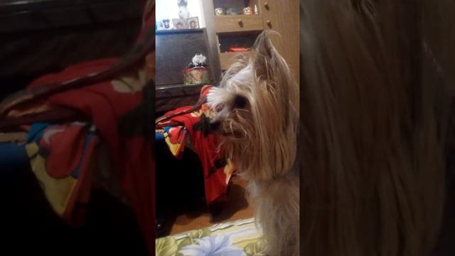 Доставучая Алиса всегда всех достает смотреть онлайн